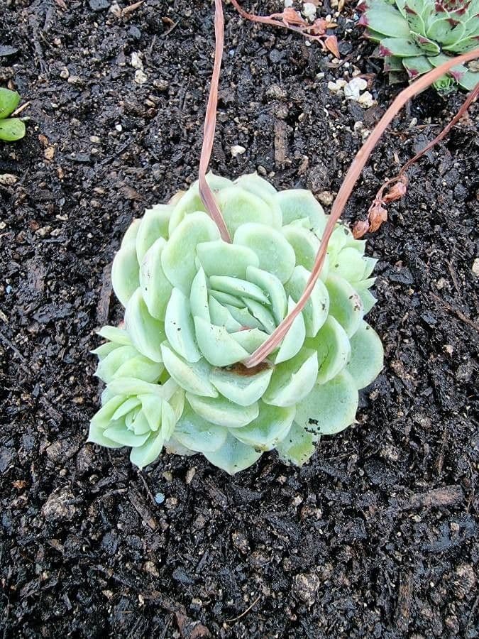 Echeveria elegante 20