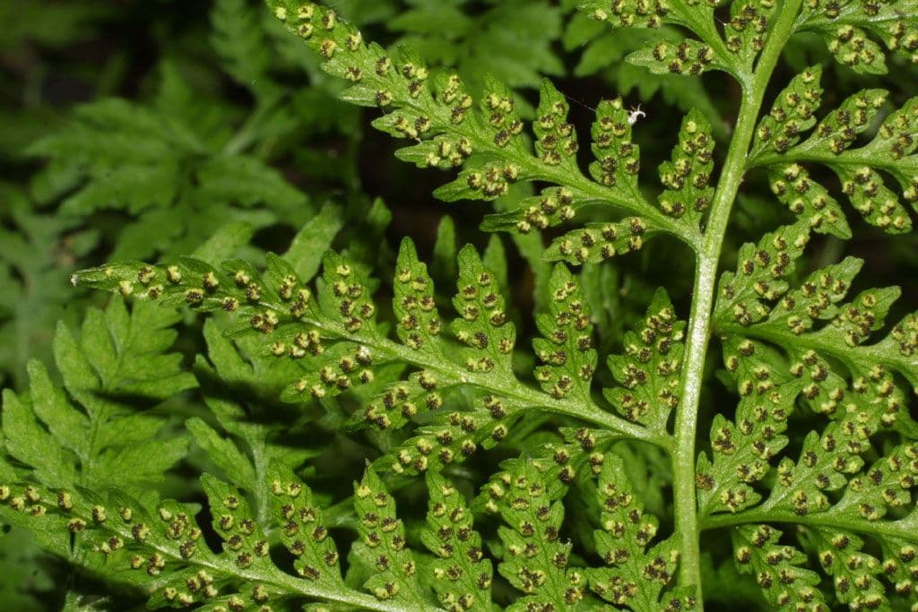Cystopteris protrusa 2
