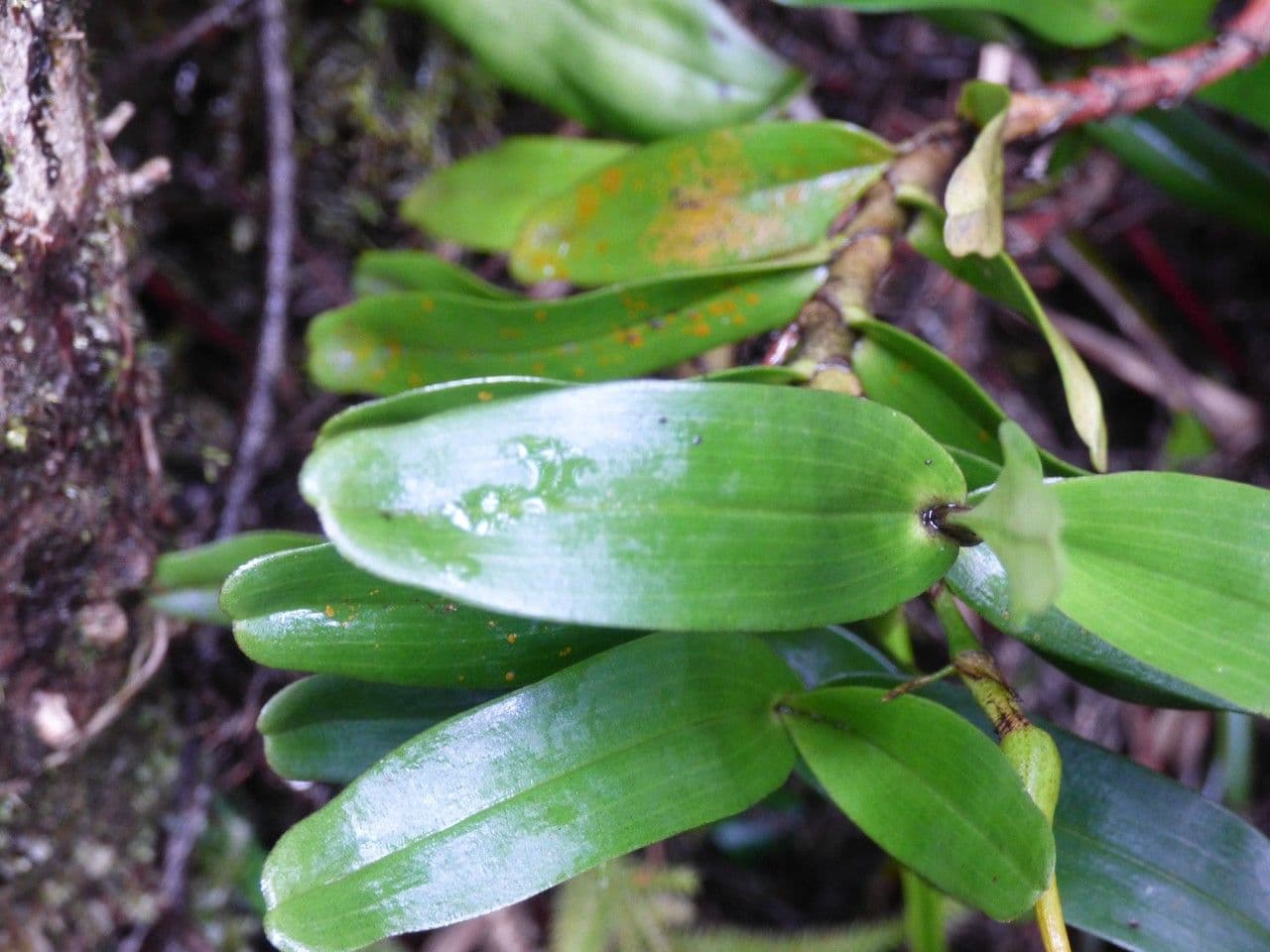 Angraecum 11