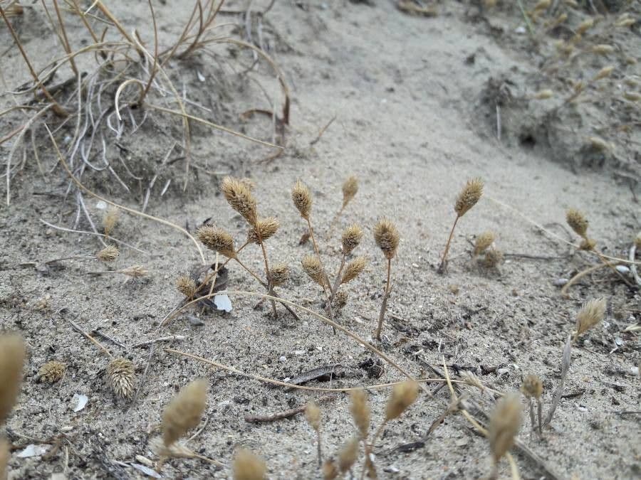 Codolina delle spiagge 3