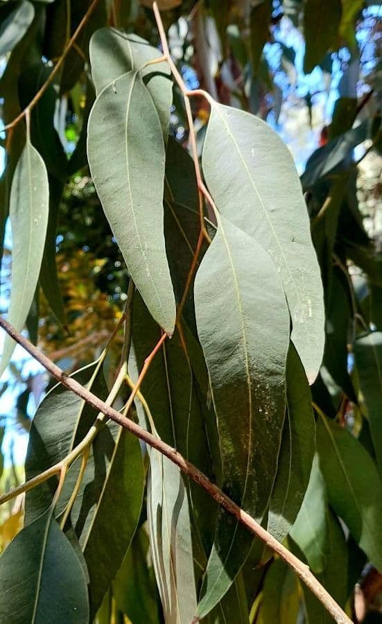 Eucalyptus siderophloia 2