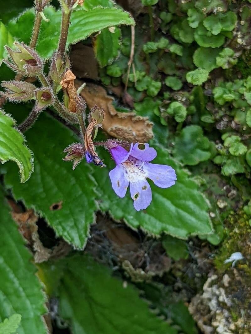 Haberlea 6