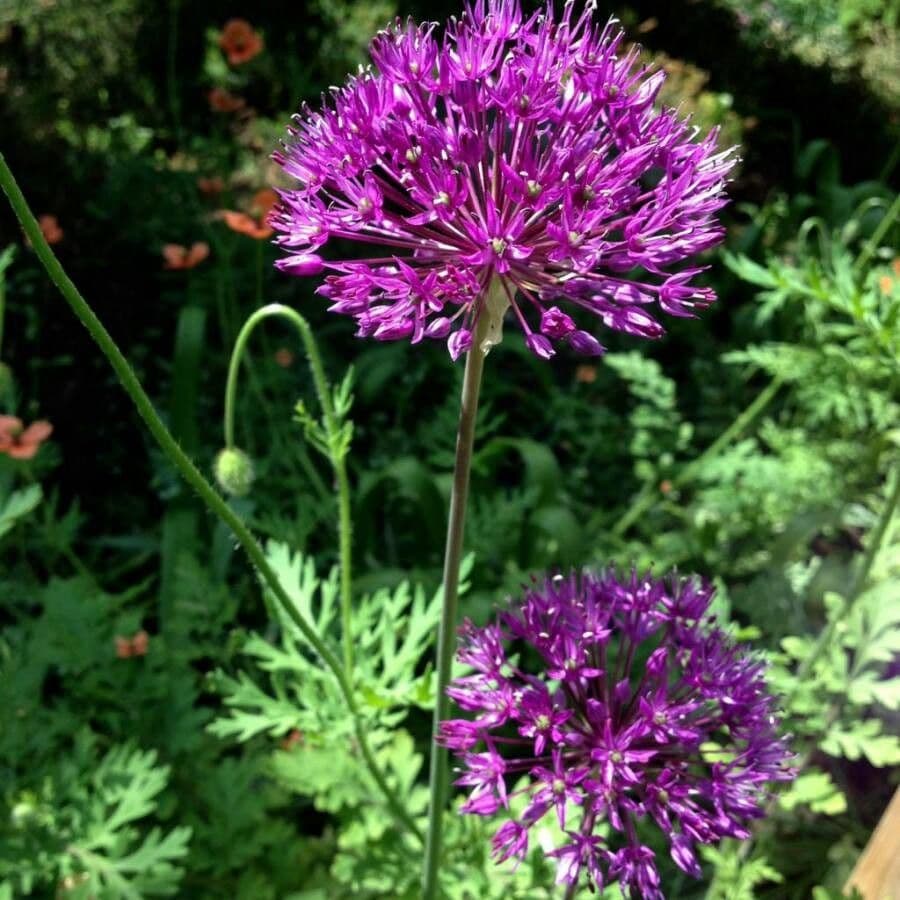 Aglio nero 10