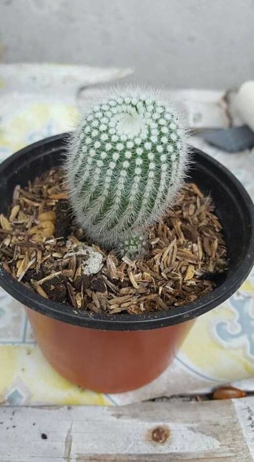 Parodia 2
