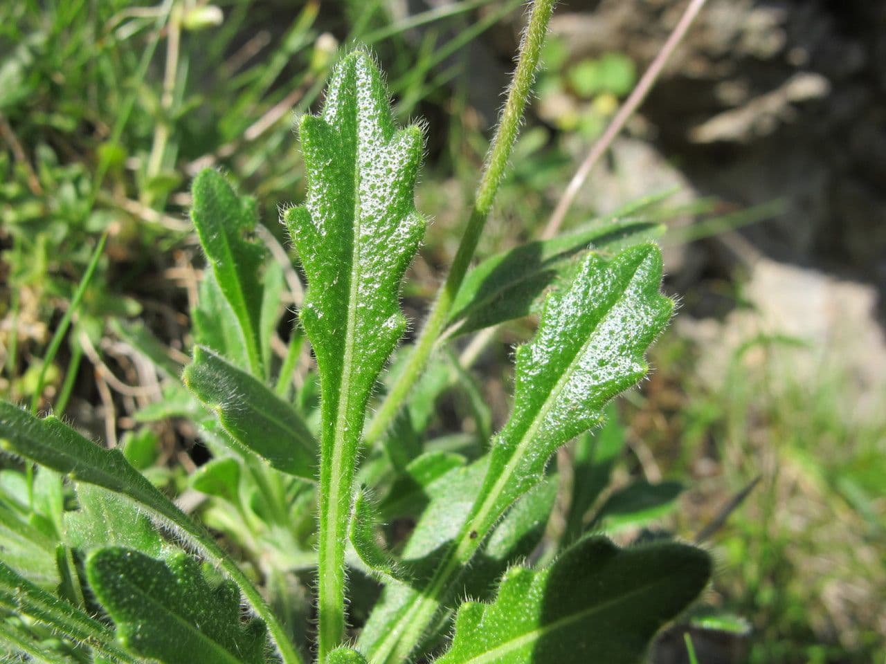 Biscutella arvernensis 17