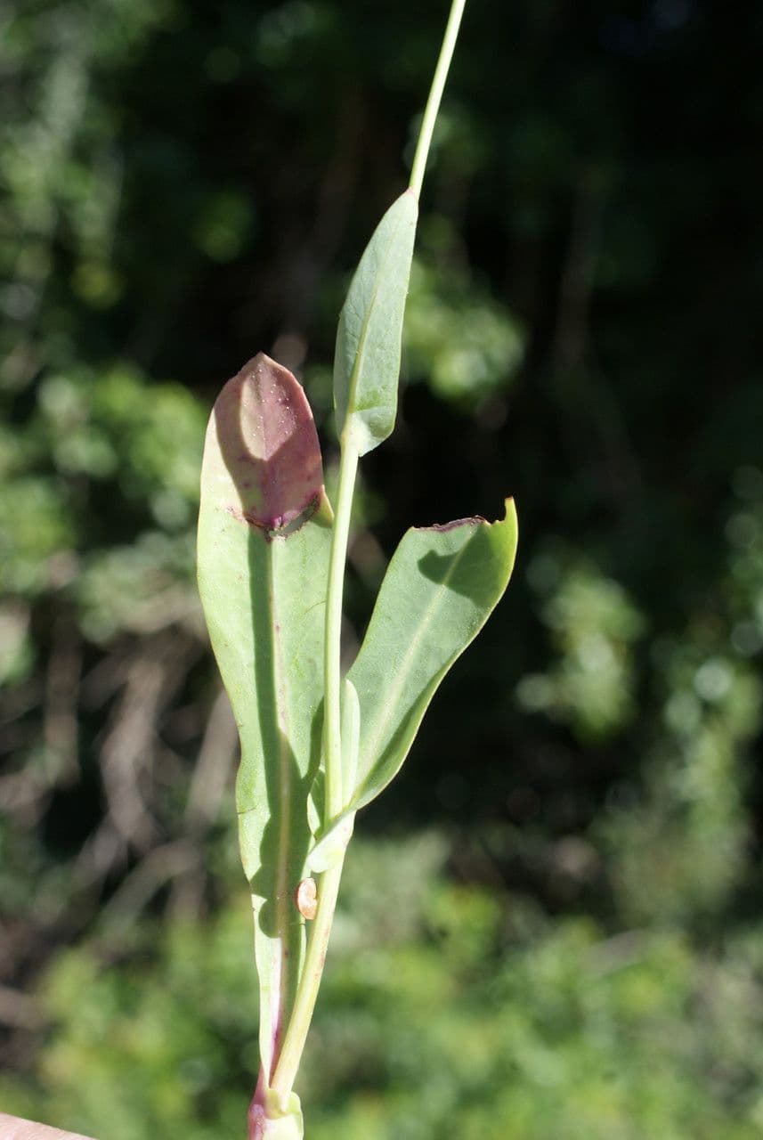Reichardia 11