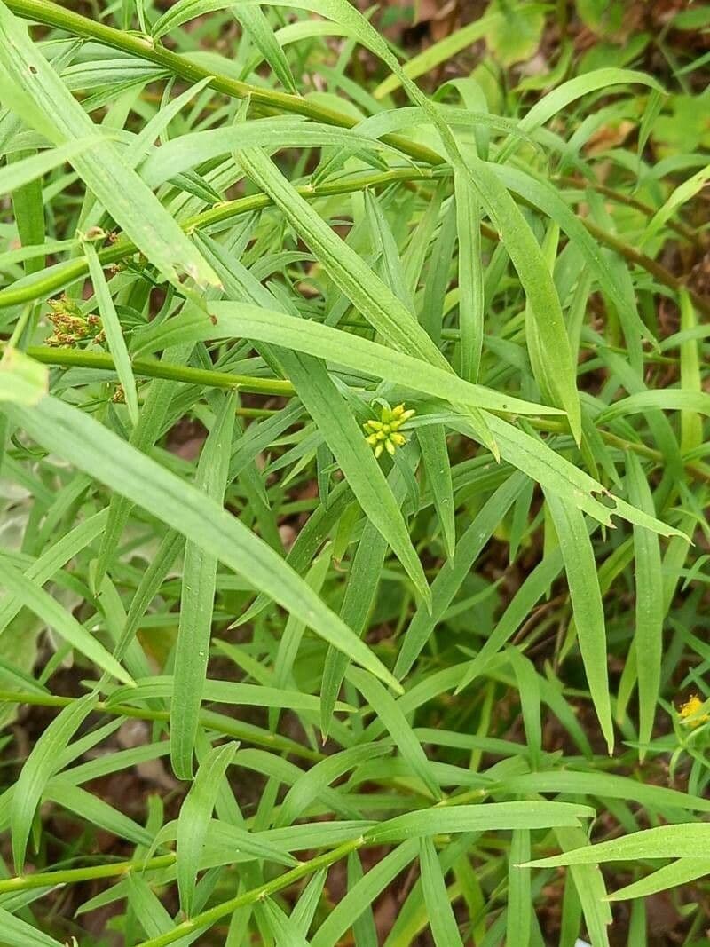 Euthamia graminifolia 16