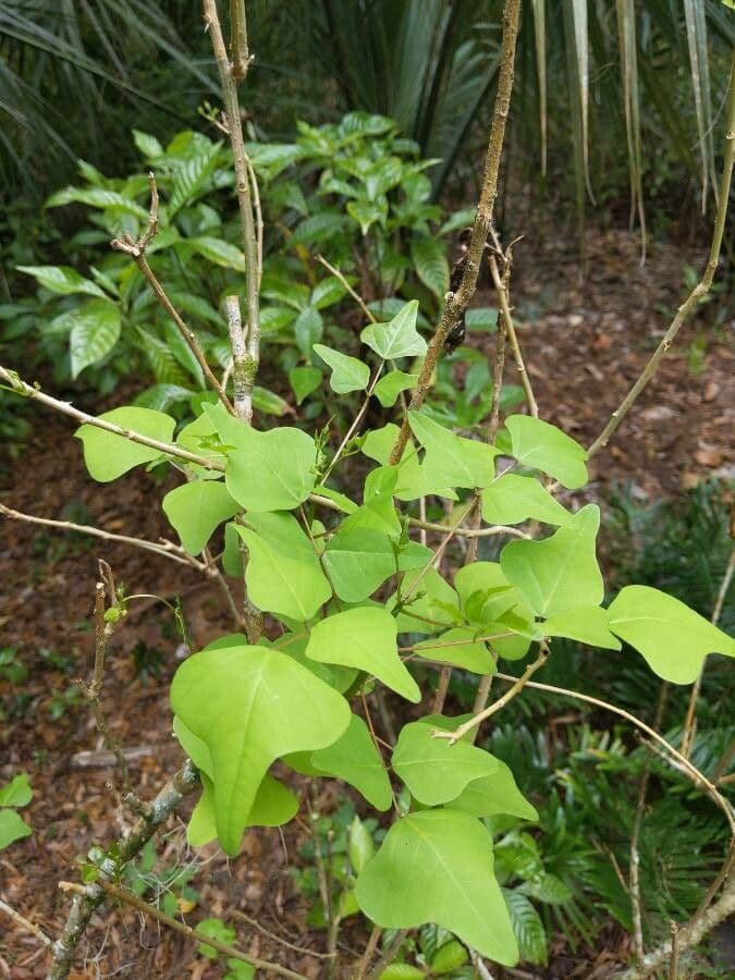 Erythrina 18