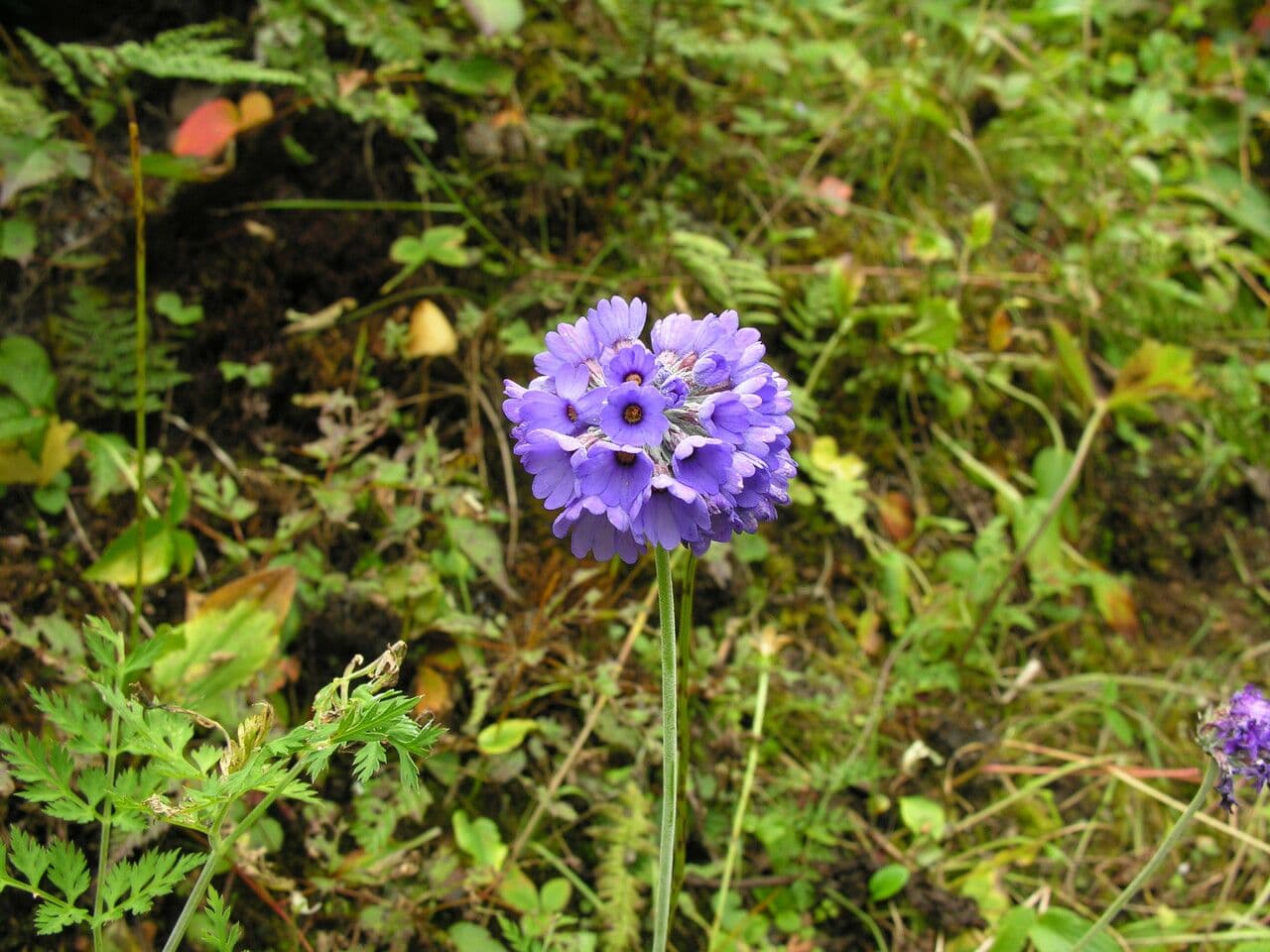 Primula capitata 4