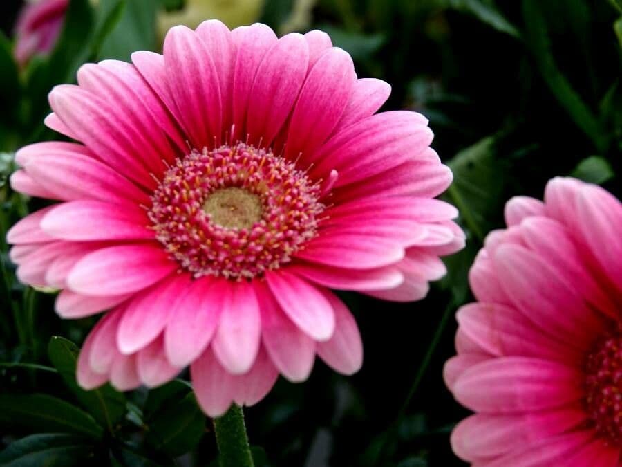 Gerbera Jamesonii 26