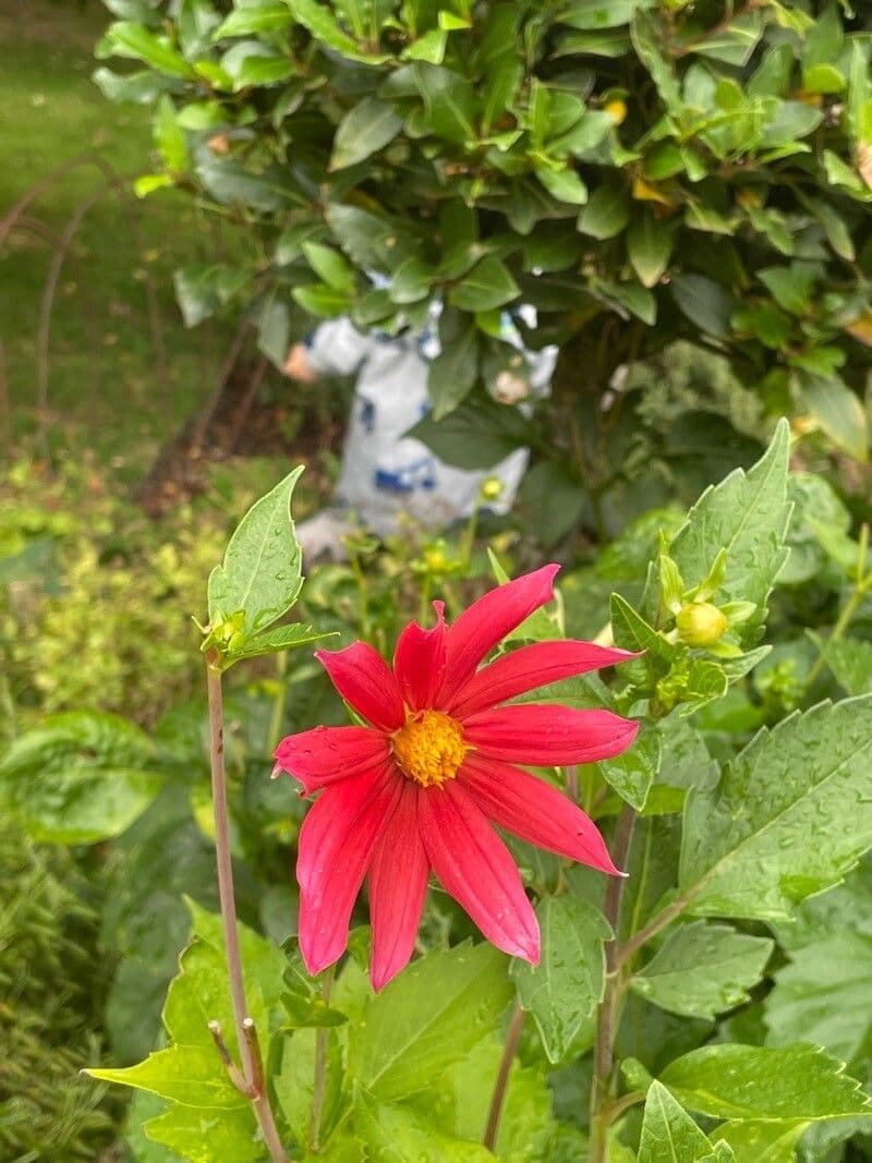 Dalia rossa