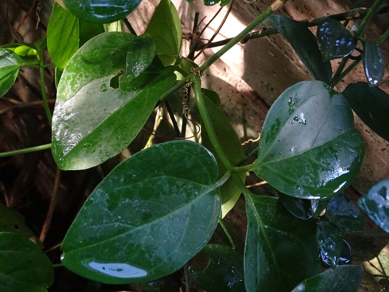 Pepino de Java