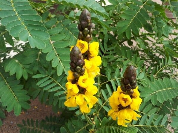 Senna didymobotrya 10