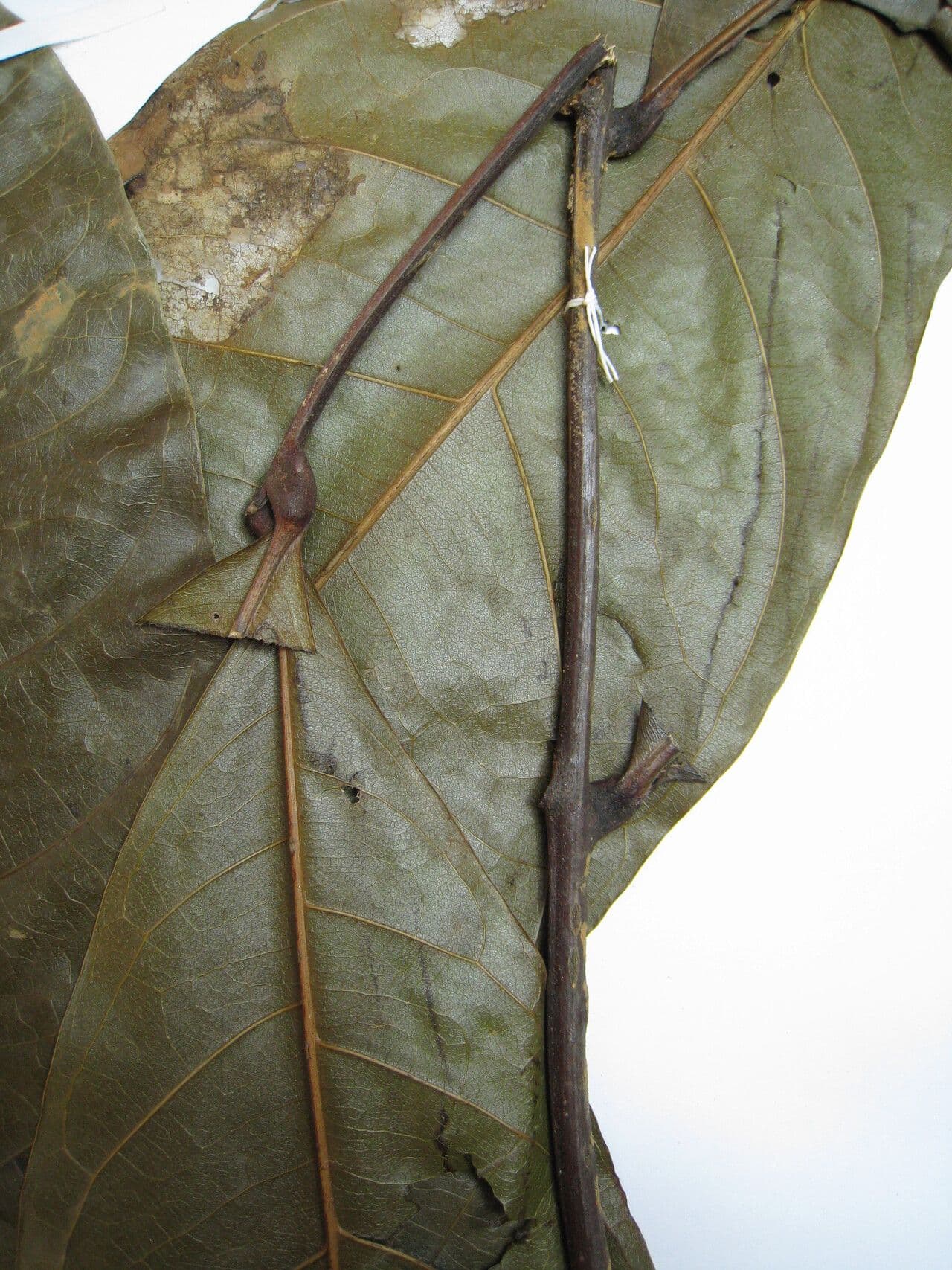 Talisia macrophylla 8