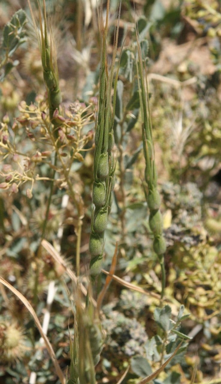 Aegilops 6