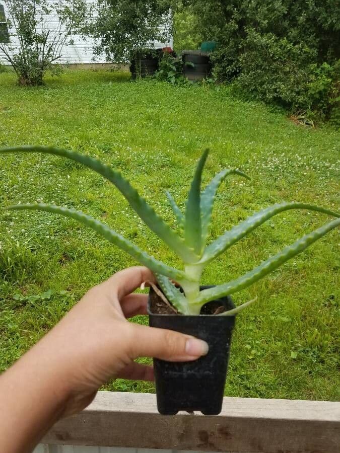 Baum-Aloe 29