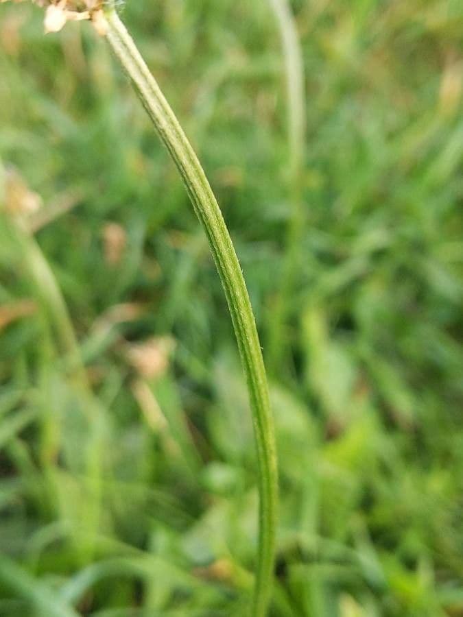 Spitzwegerich 23