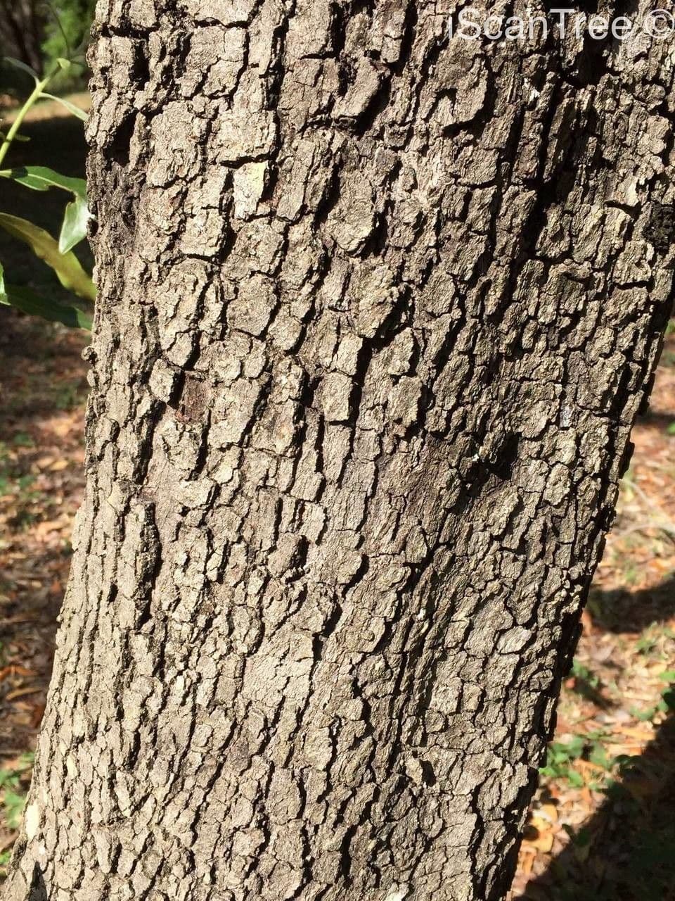 Eben mespiliformis 16