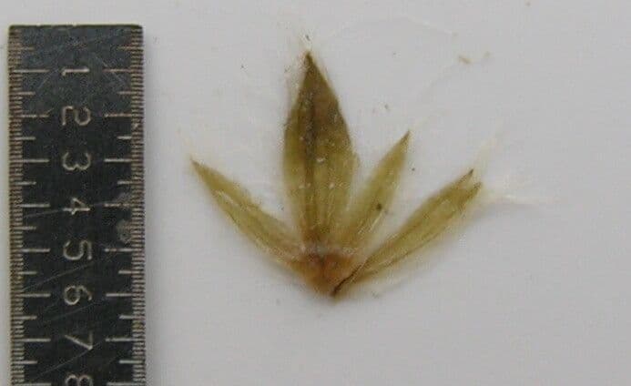 Nelsonia canescens 4