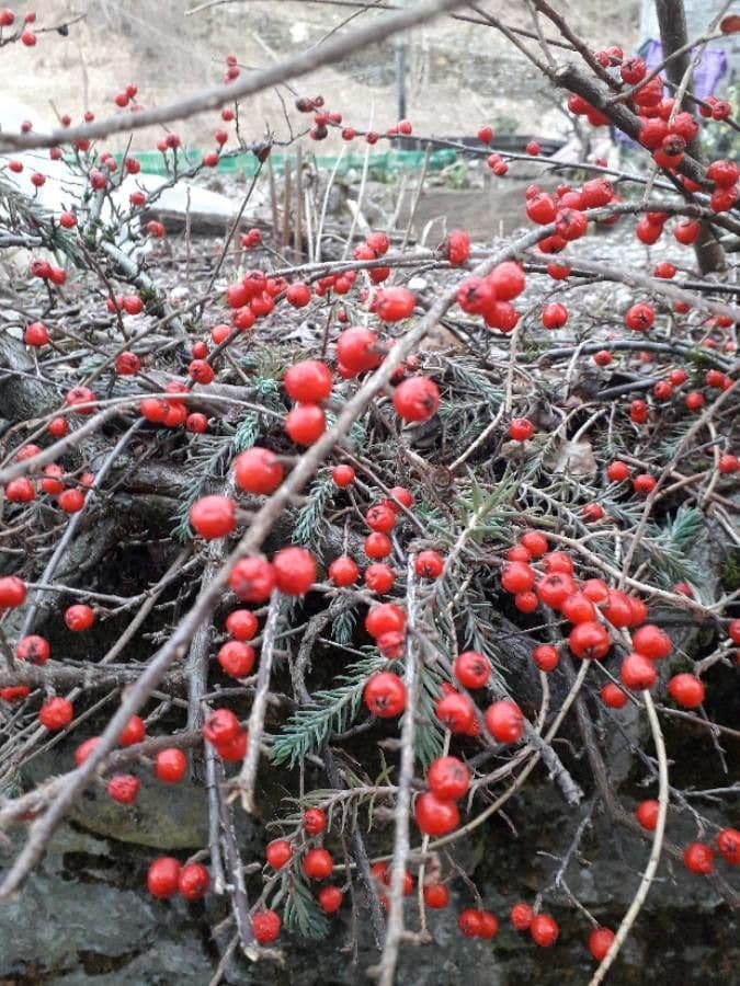Ilex decidua 7