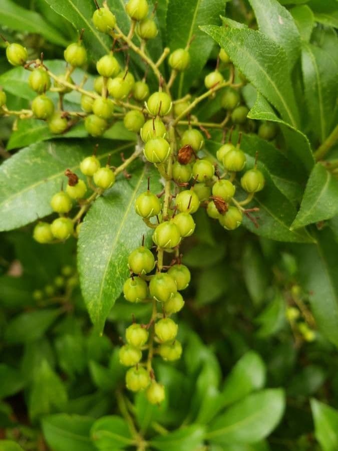 Pieris giapponese 4