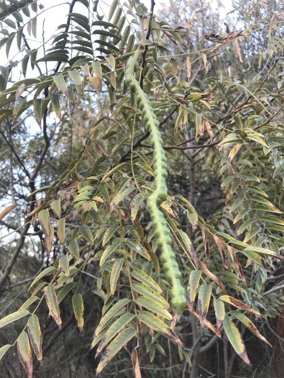 Senna petera 10