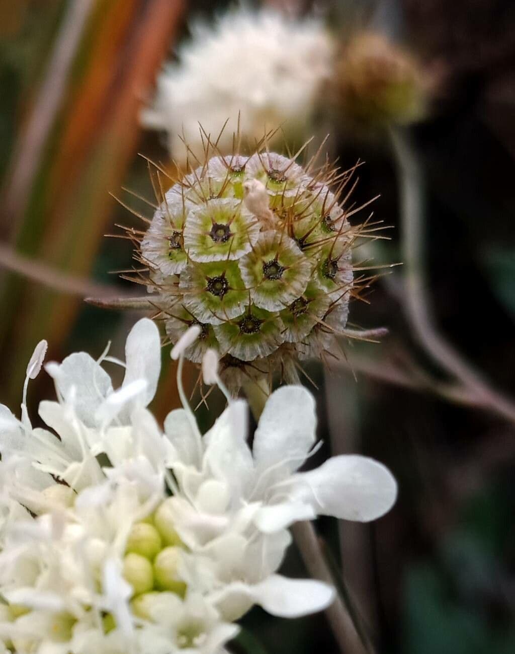 Ockergelber Witwenblumen 3