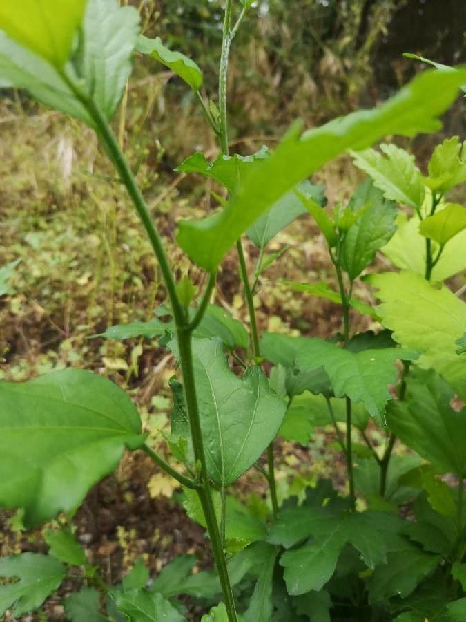 Ribes alpino 25
