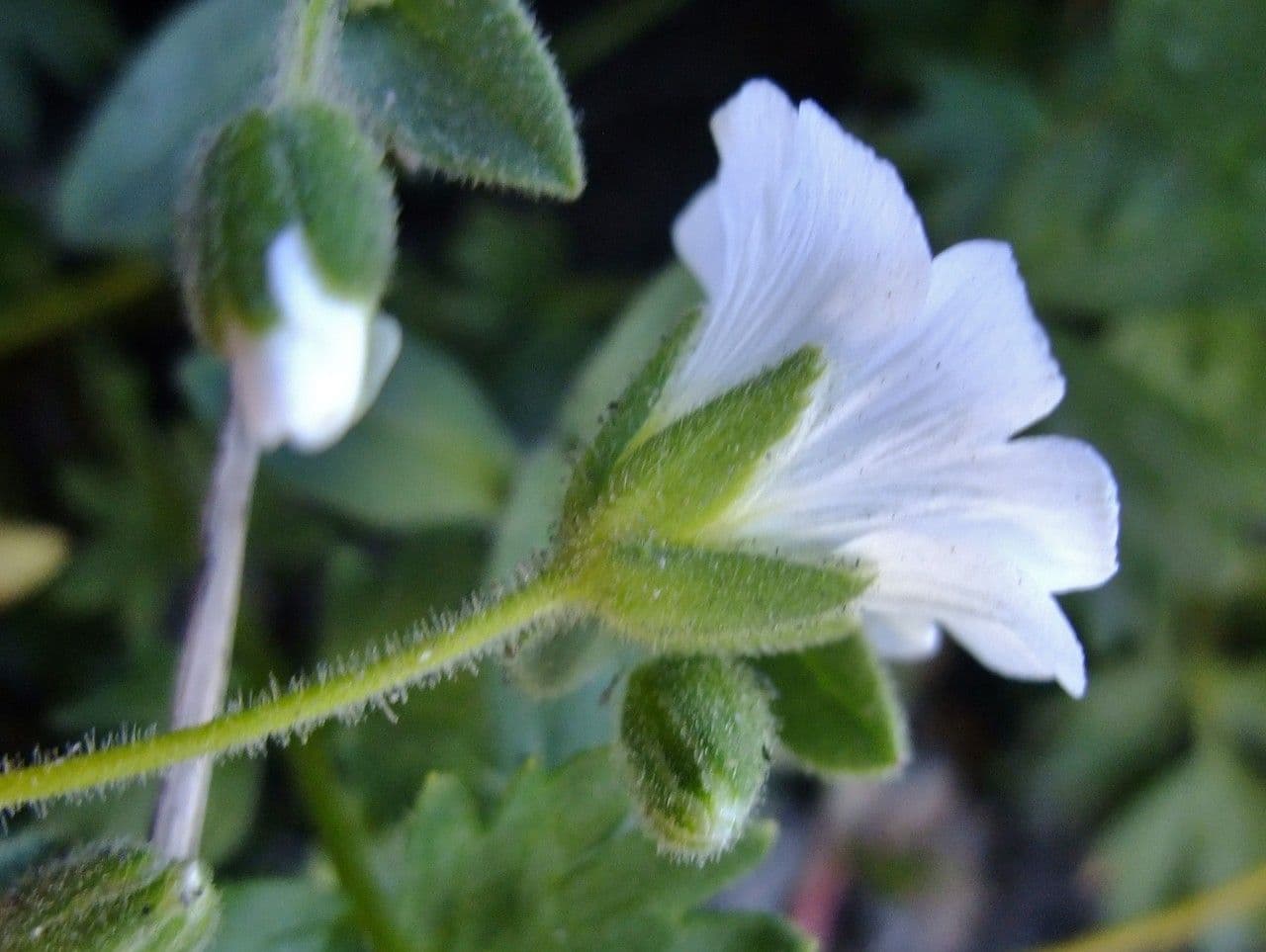 Centocchio 2