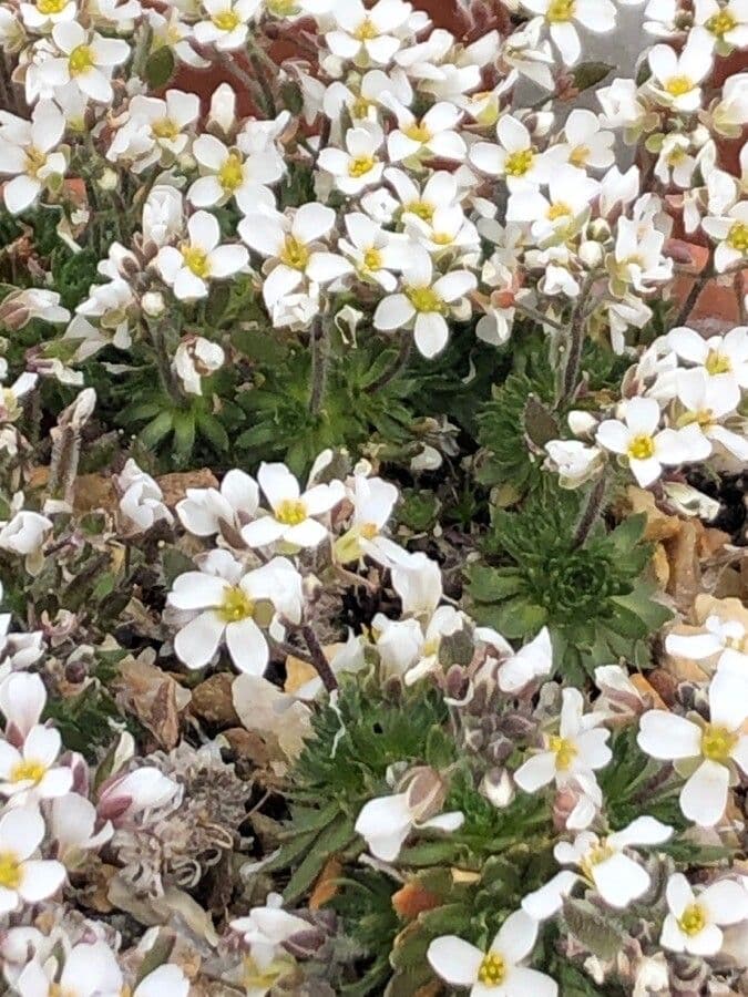 Draba dedeana 2