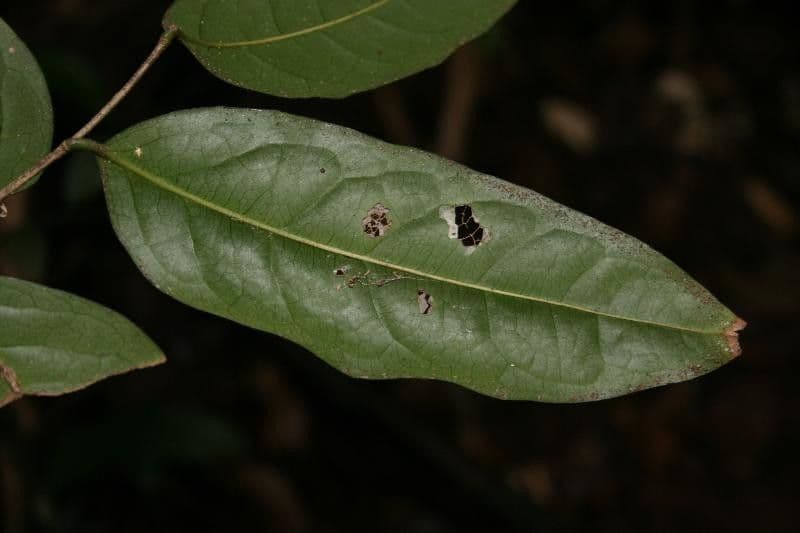 Drypetes variabilis 10