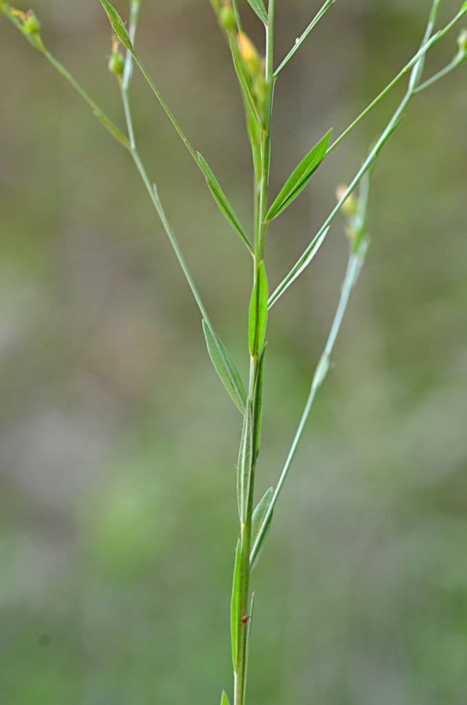 Mittlerer Lein 6