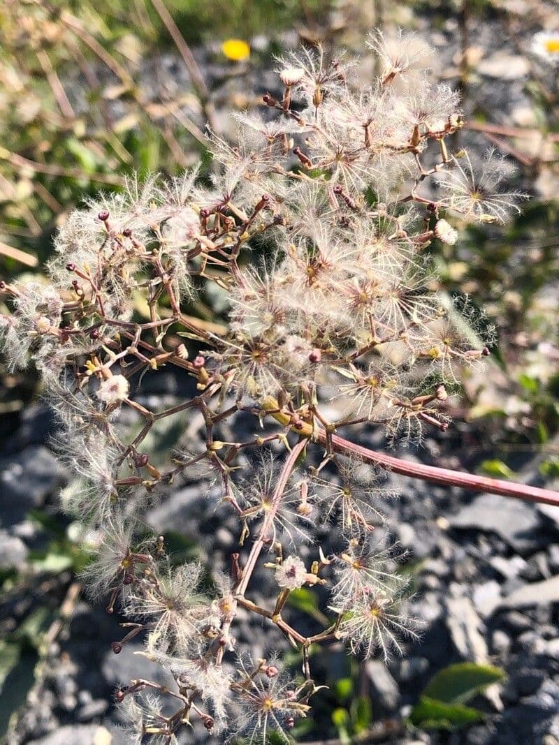 Dwarf valerian 4