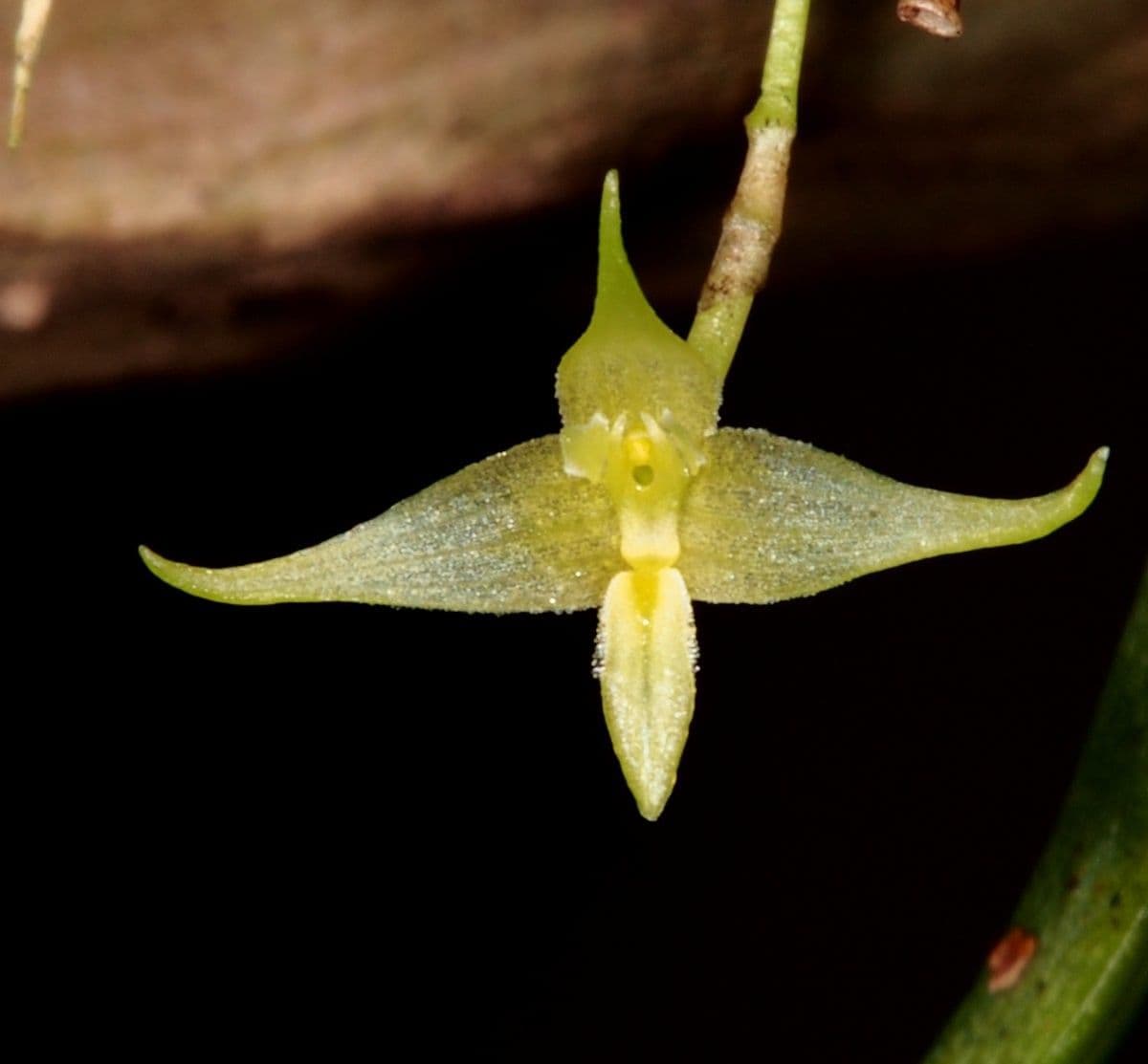 Bulbophyllum
