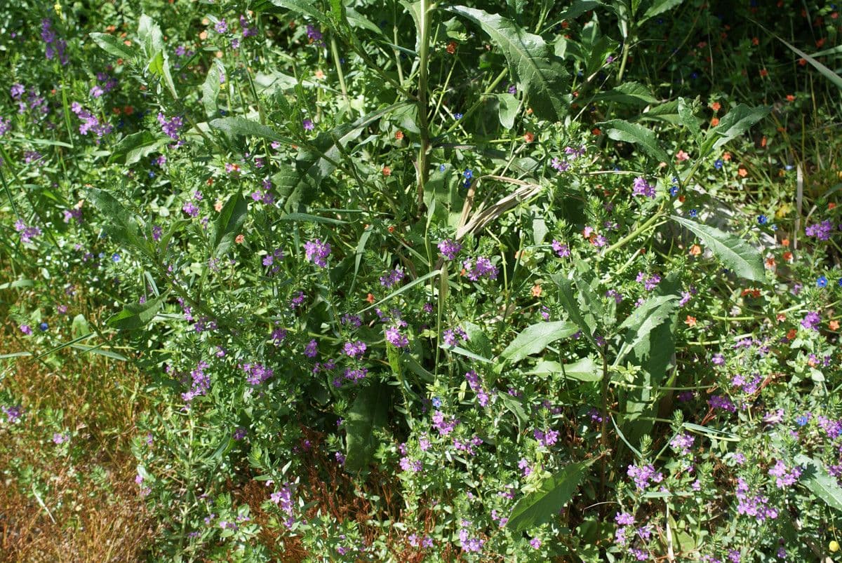 Lythrum junceum 11