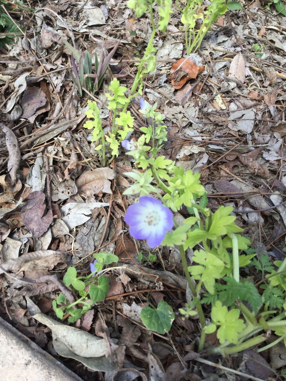 Nemophila 8