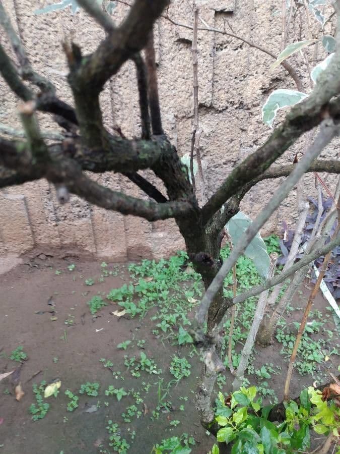 Graptophyllum pictum 20