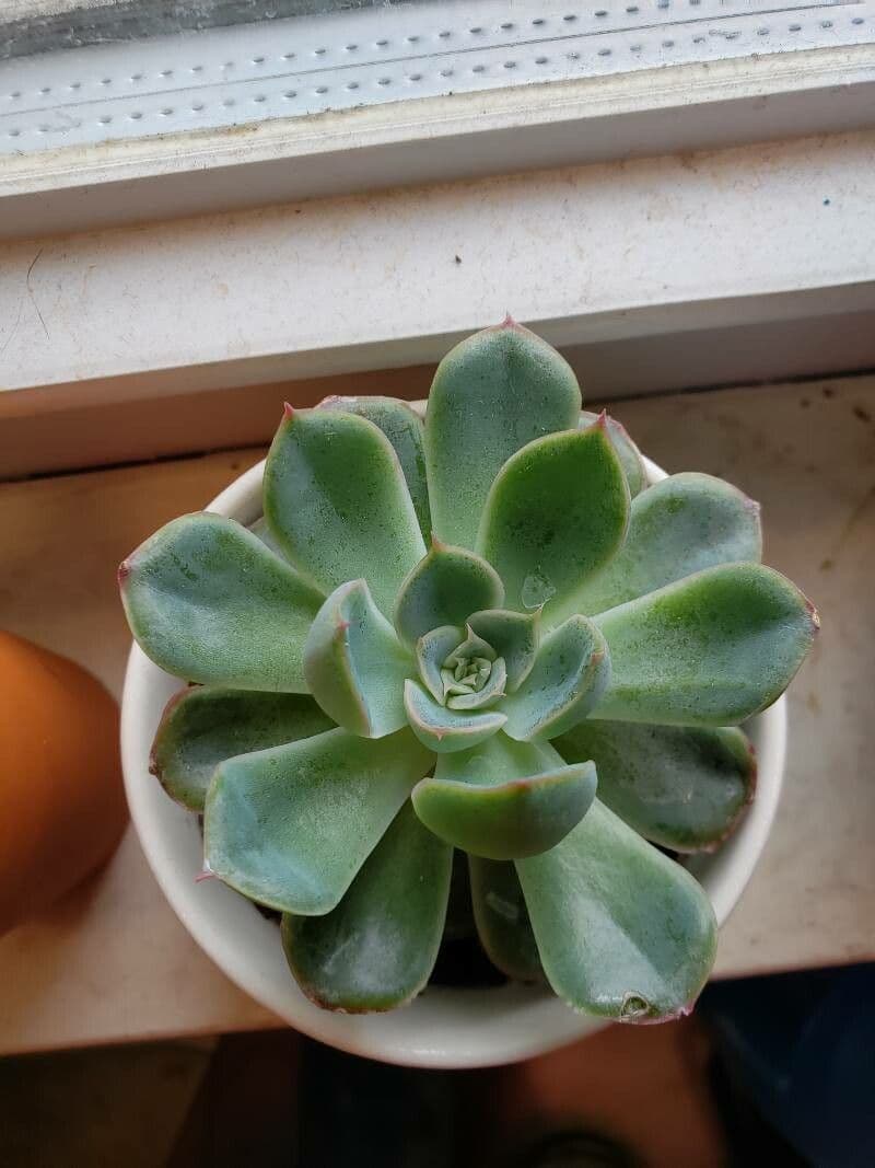 Echeveria 14
