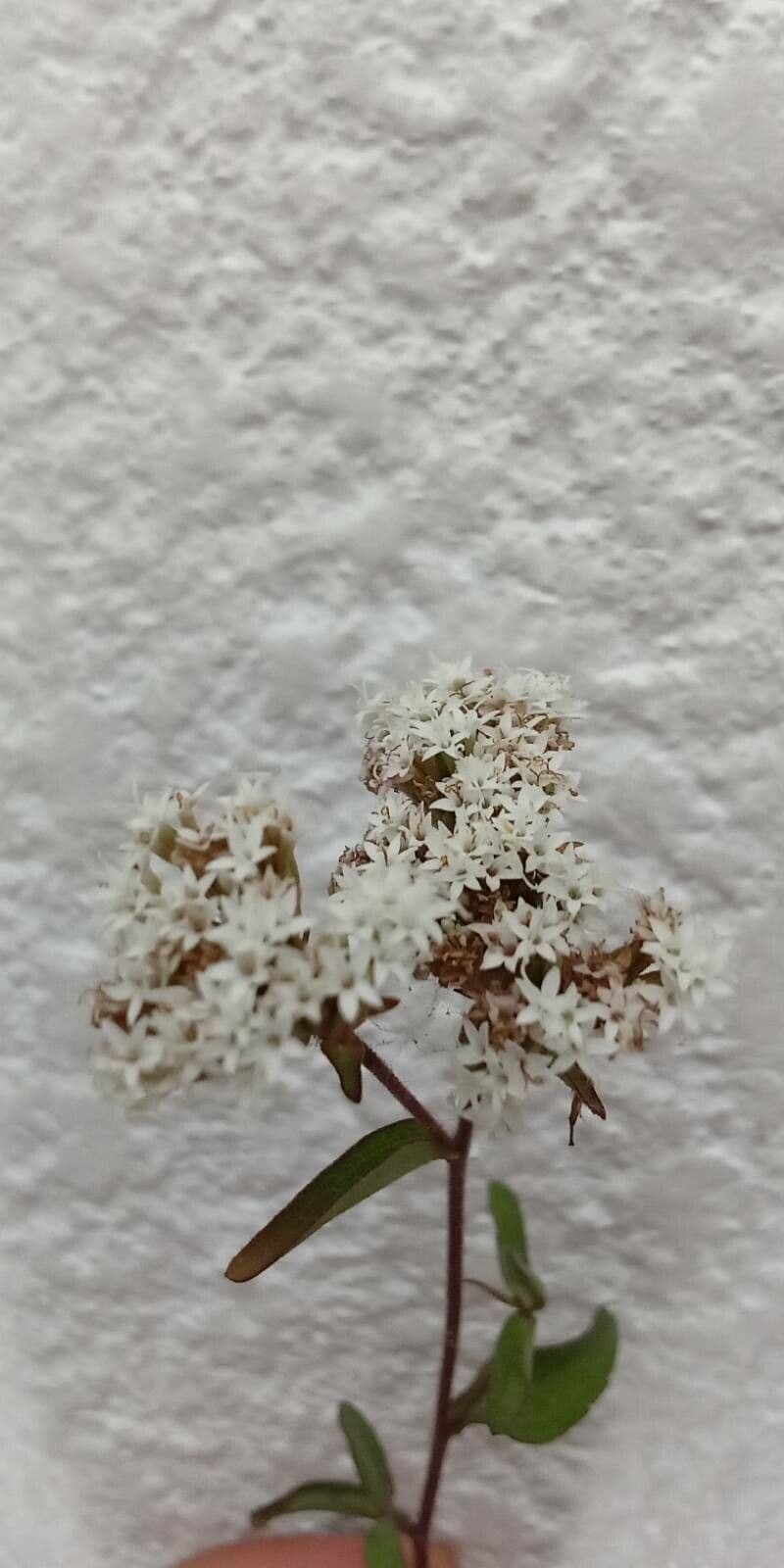 Stevia 4
