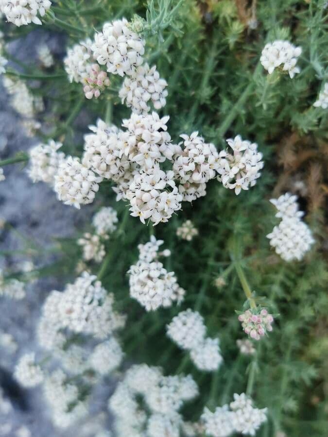 Rubia glauca 10