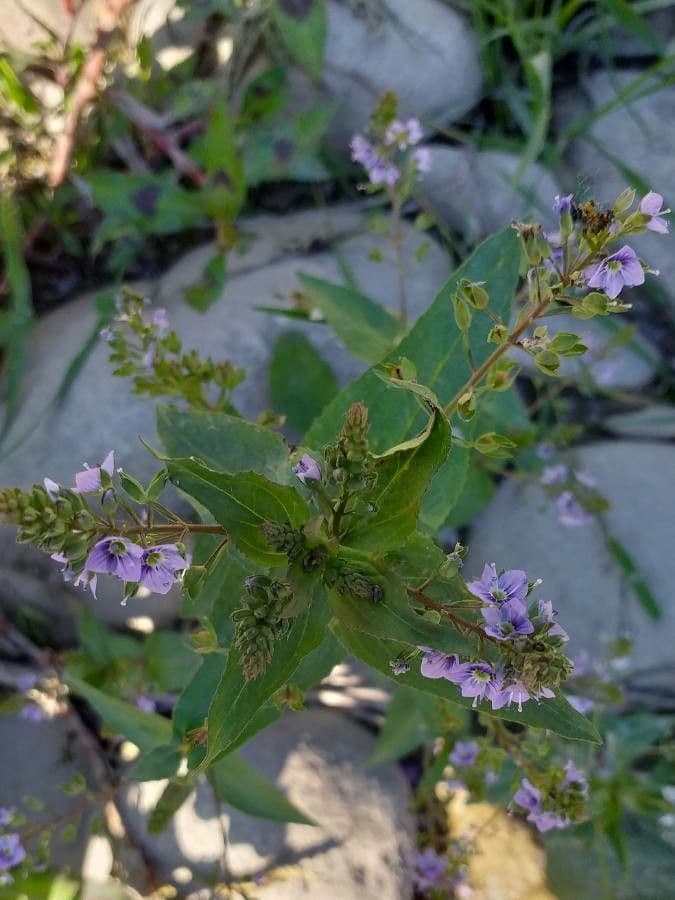 Veronica acquatica 6