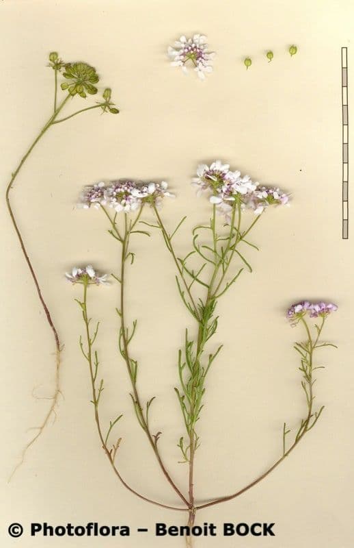 Iberis pinnata 26