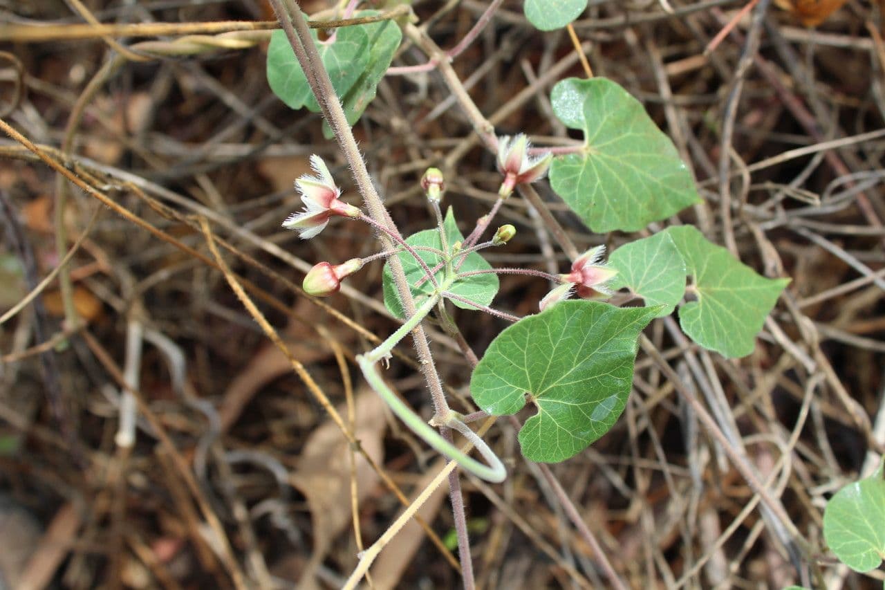 Pergularia daemia 8
