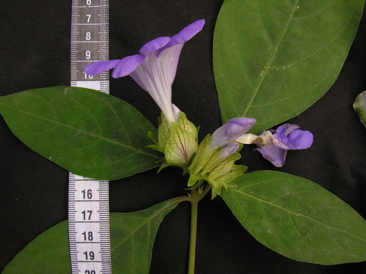 Barleria 8