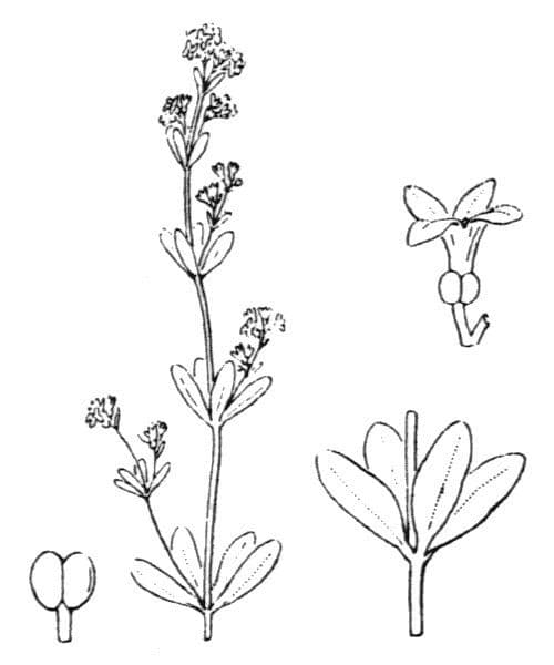 Asperula levigata 9