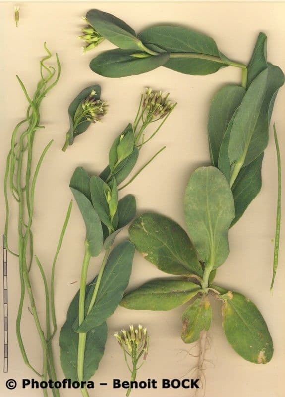 Conringia orientale 27