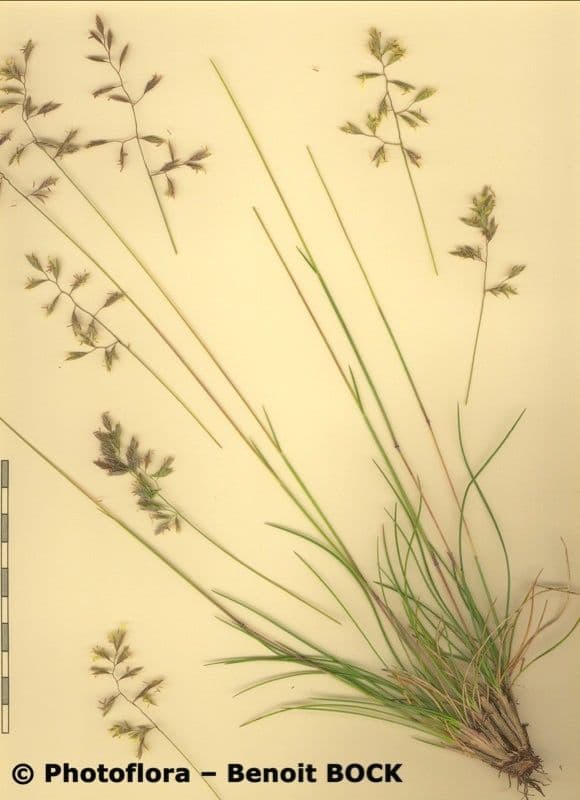 Festuca pallida 22