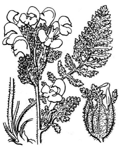 Pedicularis gyroflexa 22