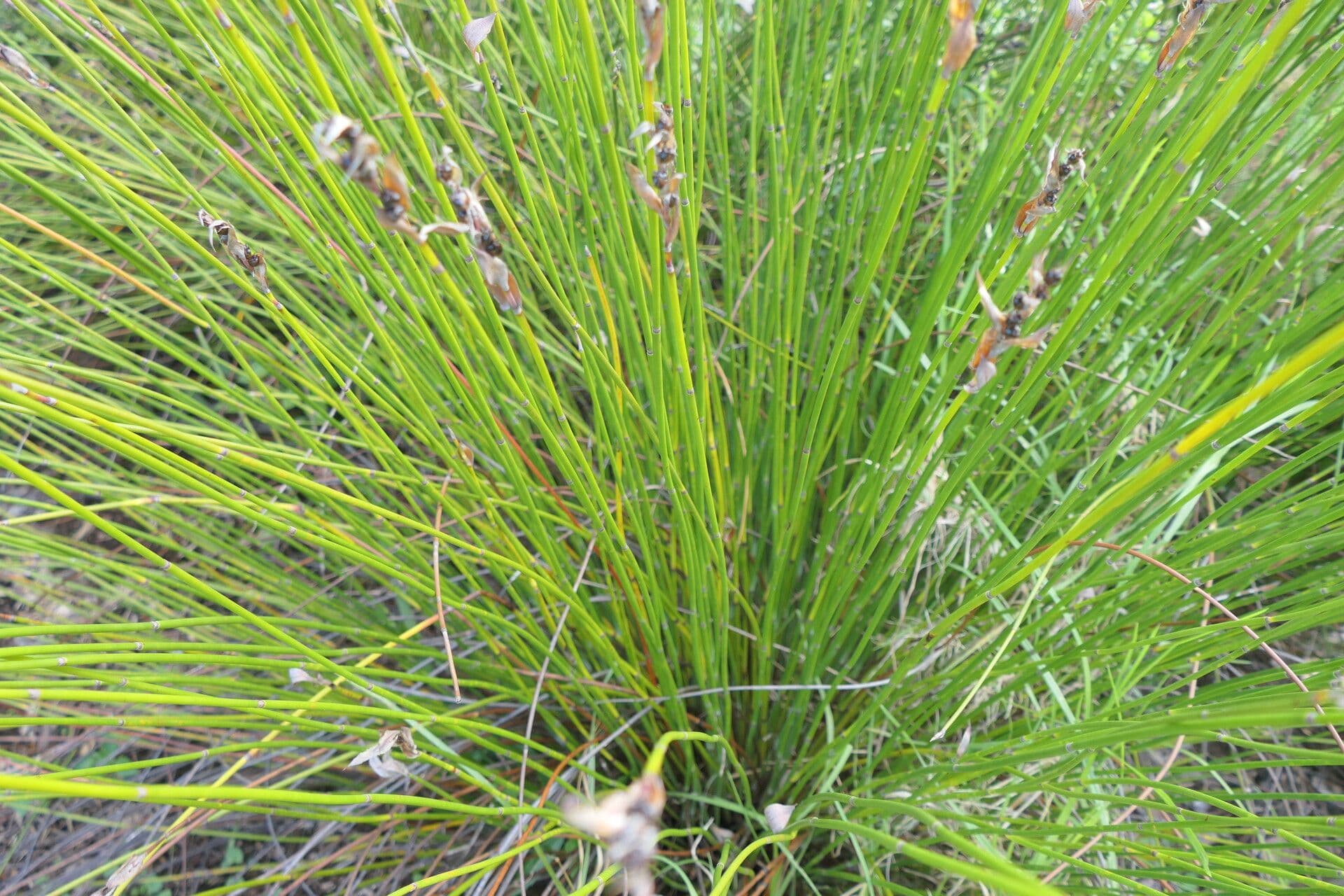 Askidiosperma 3