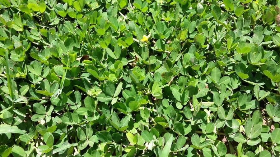 Arachis pintoi 12